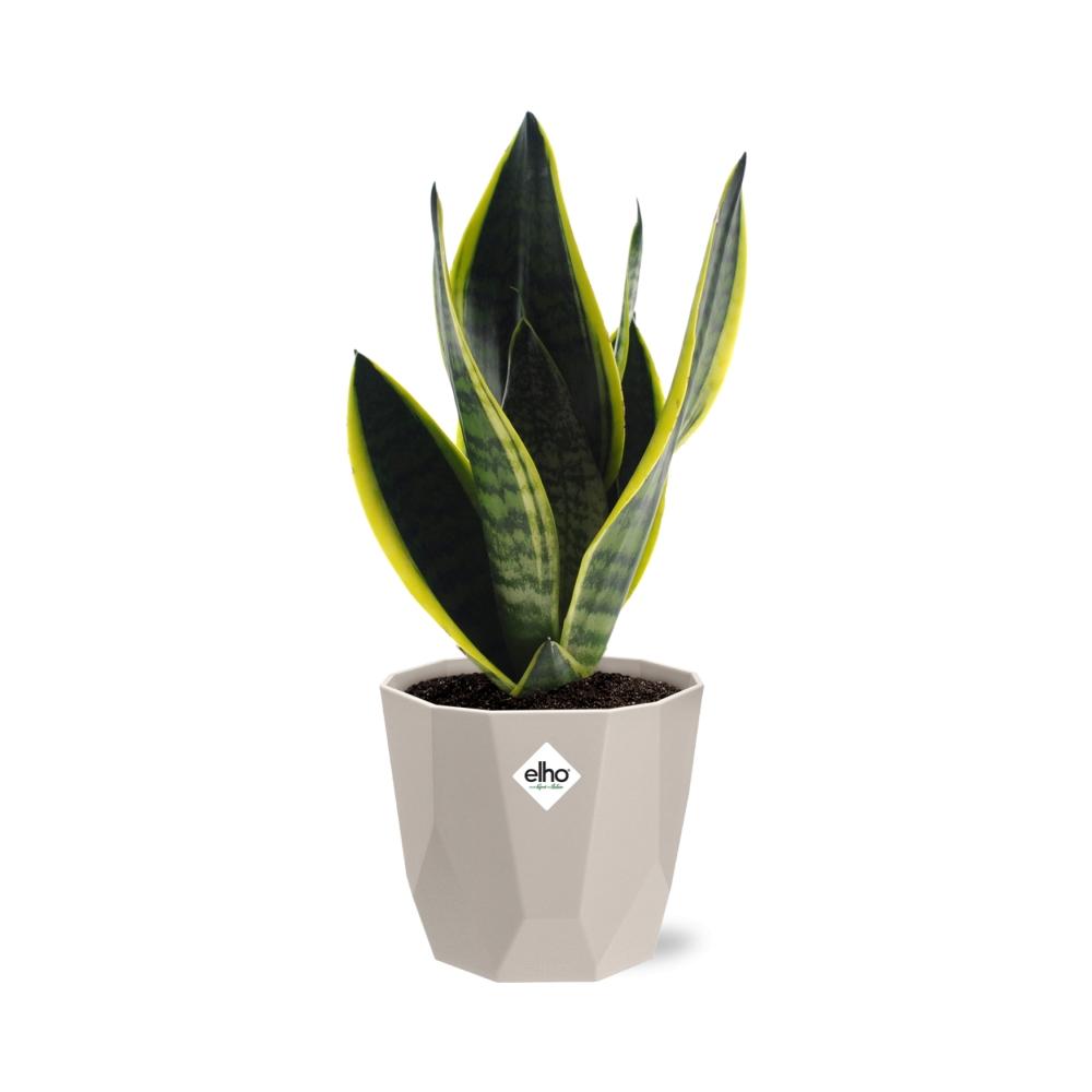 Sansevieria Futura Superba in ELHO b.for rock 14 cm warm grey
