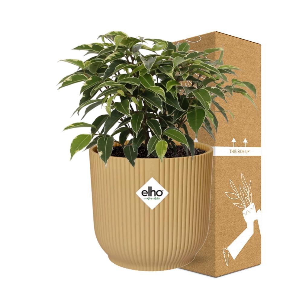 Ficus Benjamina Kinky im ELHO Vibes Fold Topf 14cm Gelb