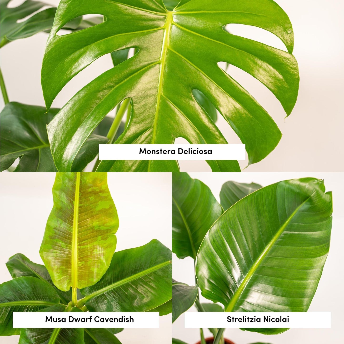 Exklusives Zimmerpflanzen-Set mit Monstera, Alocasia & Strelitzia im Korb