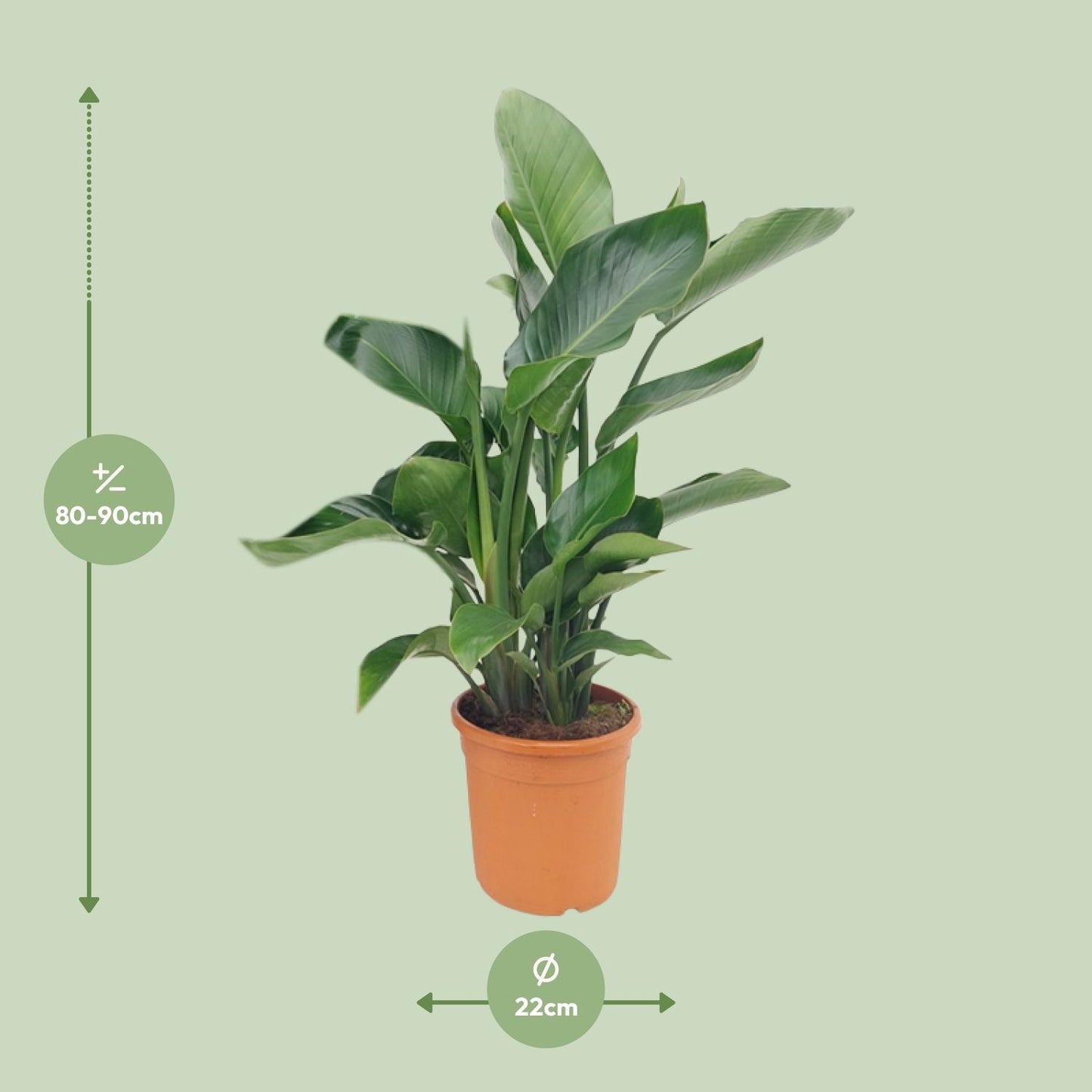 Strelitzia Nicolai – Exotische XXL-Palme Ø22cm, 85cm hoch