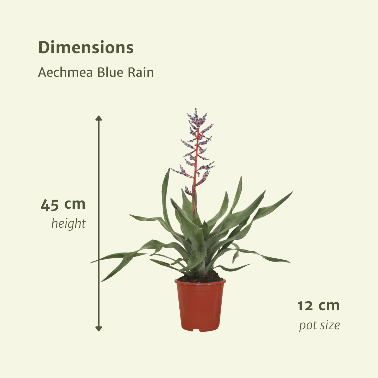 2x Aechmea Blue Rain – Tropische Bromelie 45cm