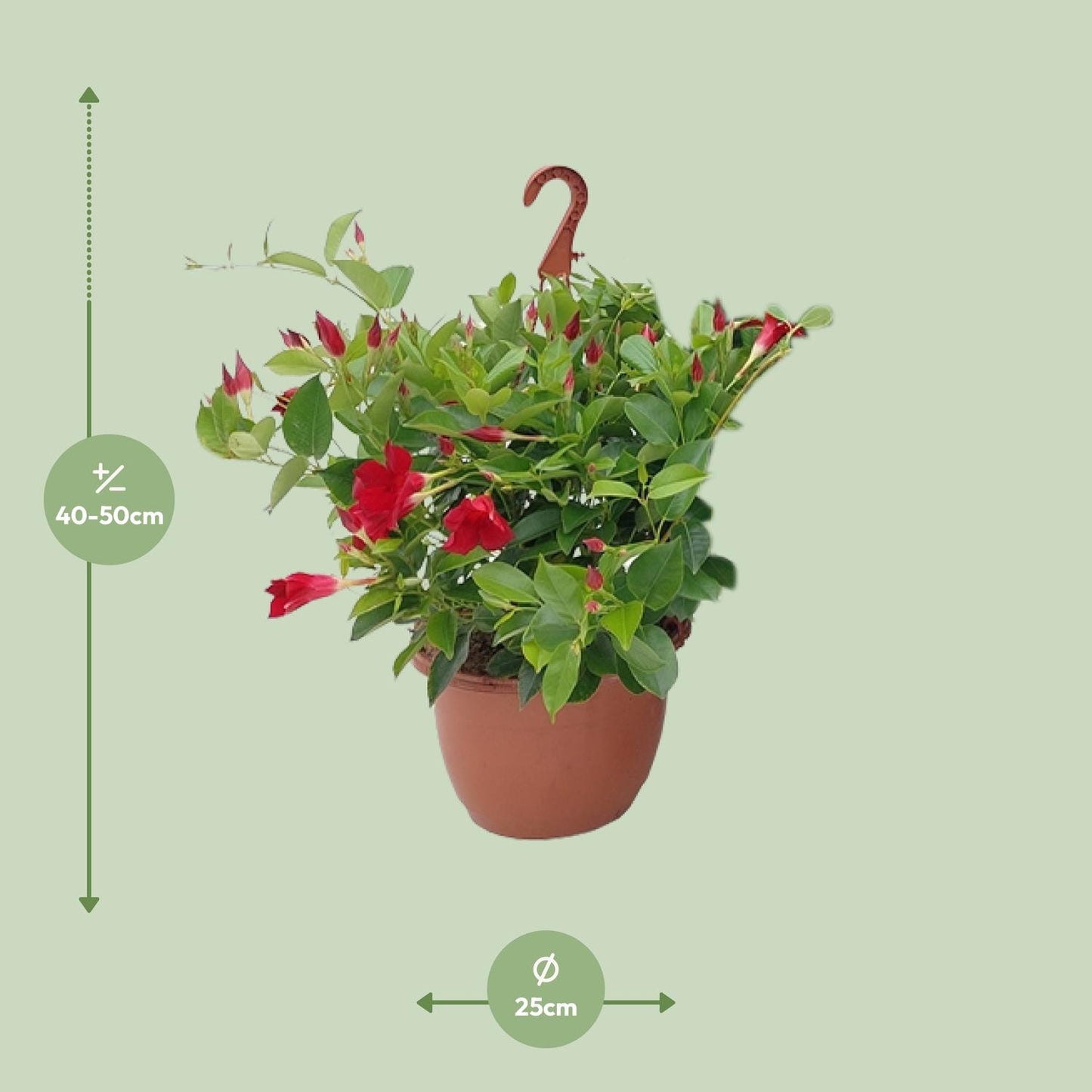 Sundaville Hängekorb Tricolor Ø25cm – Mandevilla Zimmerpflanze