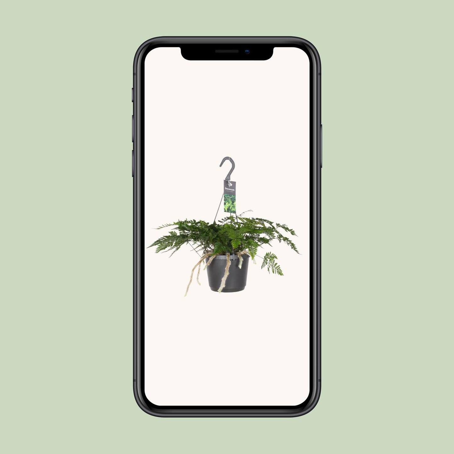 Humata Tyermannii – Bärenfußfarn Ø17cm, 30cm hoch