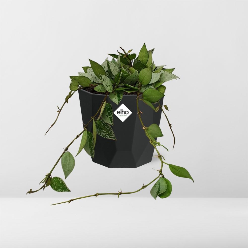 Hoya Krohniana Eskimo – Pflegeleichte Wachsblume im 14cm Topf