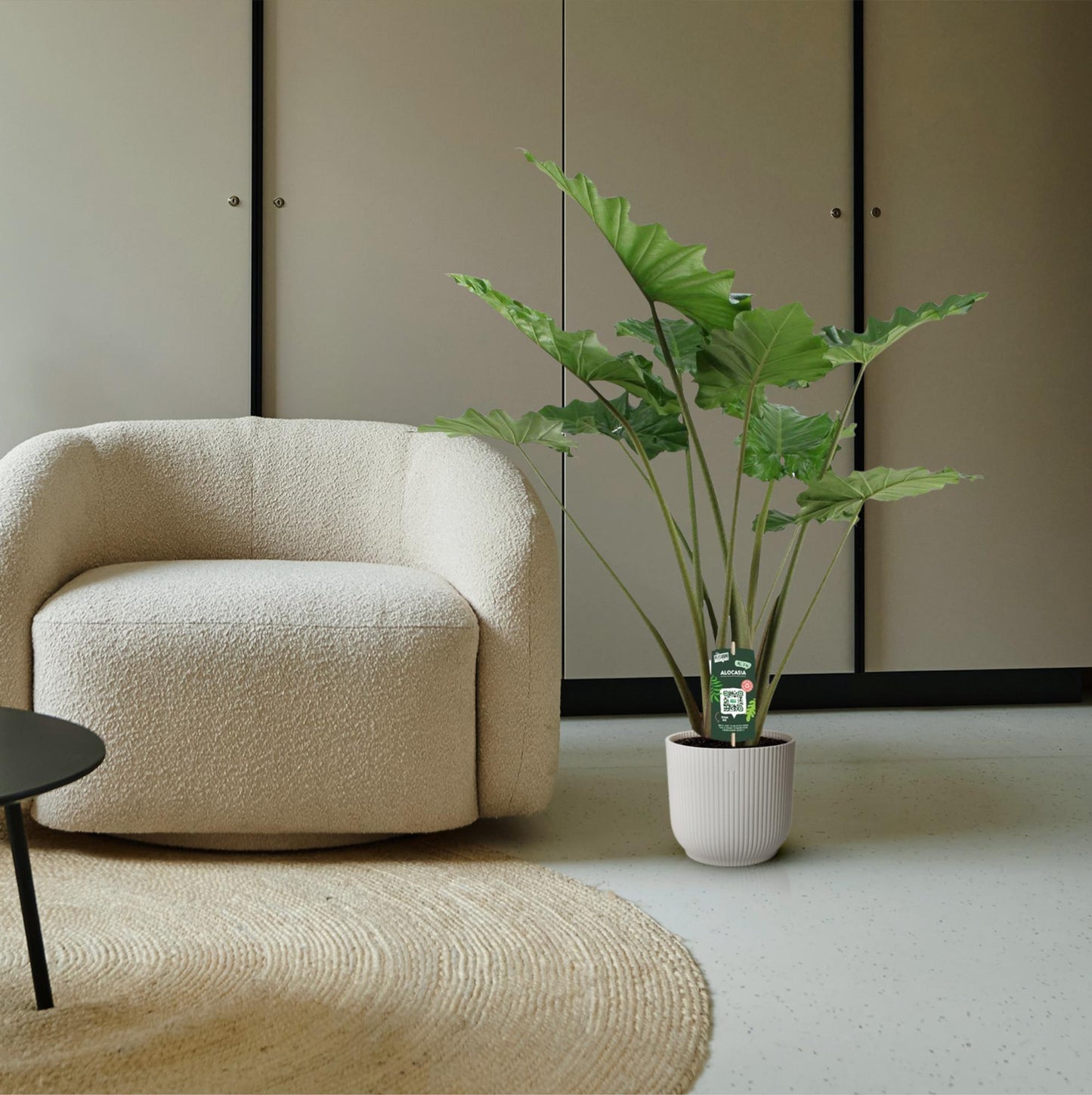 Alocasia Portodora – Tropische XXL-Pflanze 140 cm