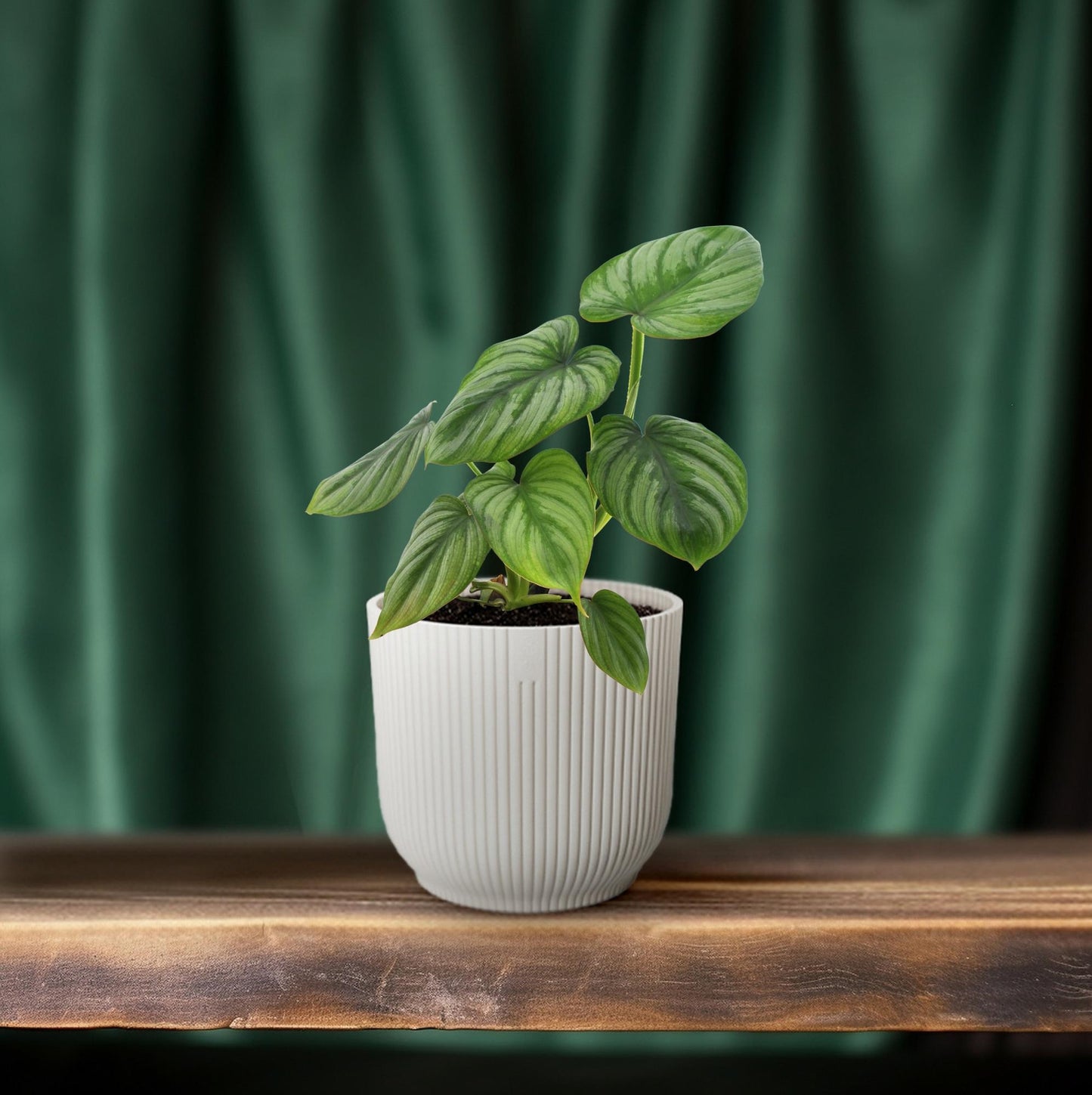 Philodendron Mamei – Pflegeleichte Zimmerpflanze Ø12cm