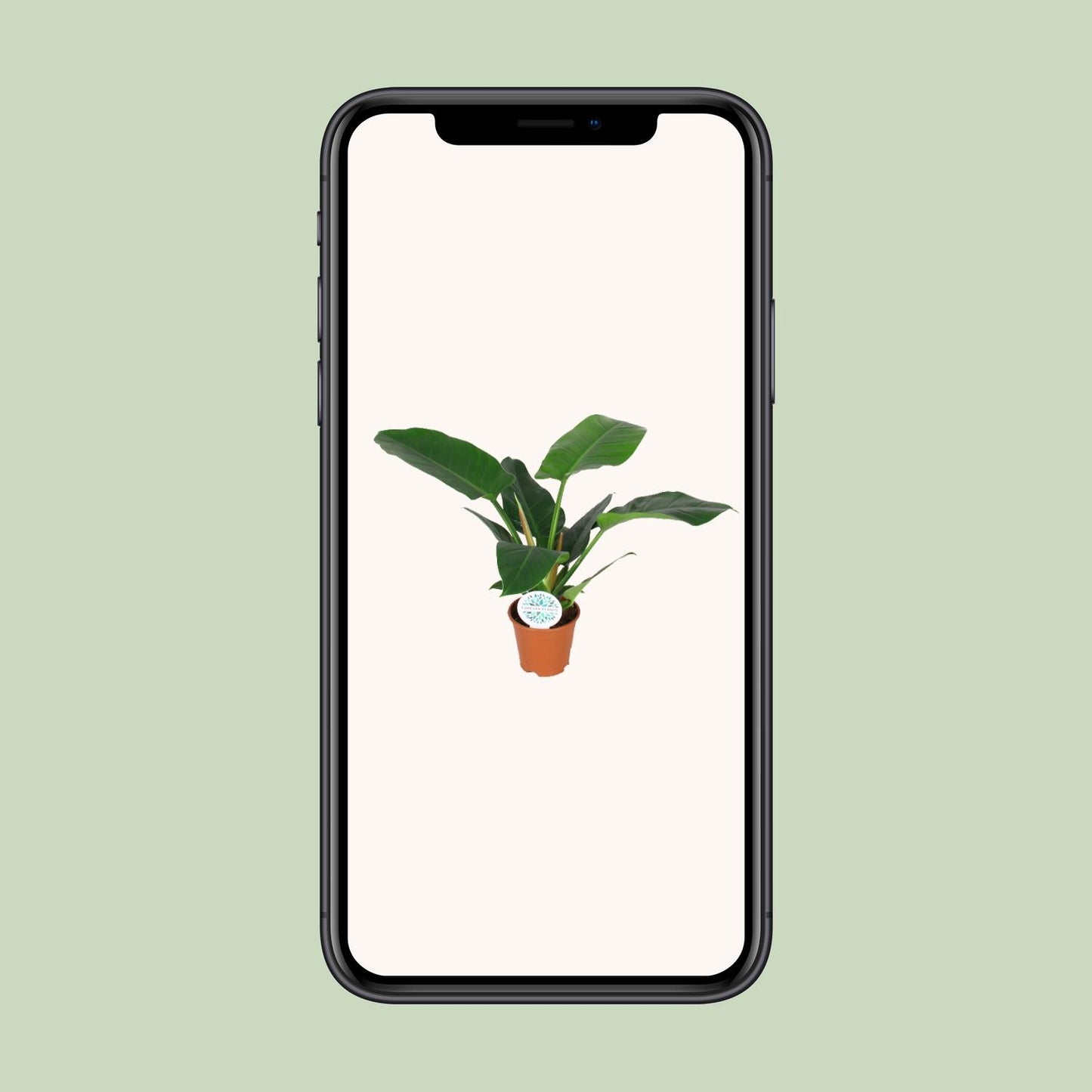 Philodendron Imperial Green – Pflegeleichte Zimmerpflanze Ø14cm