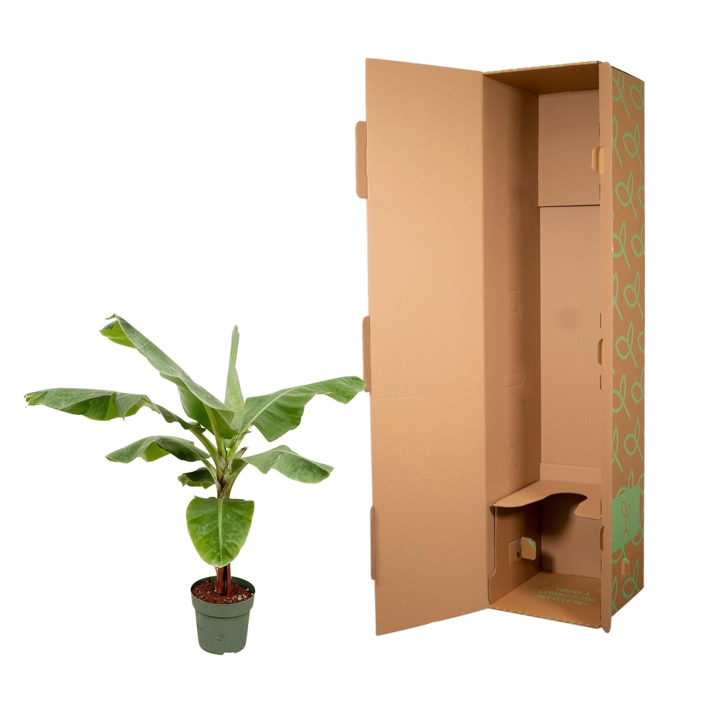 Bananenplant (Musa) – 170 cm, Ø 30 cm – Tropisch & Pflegeleicht