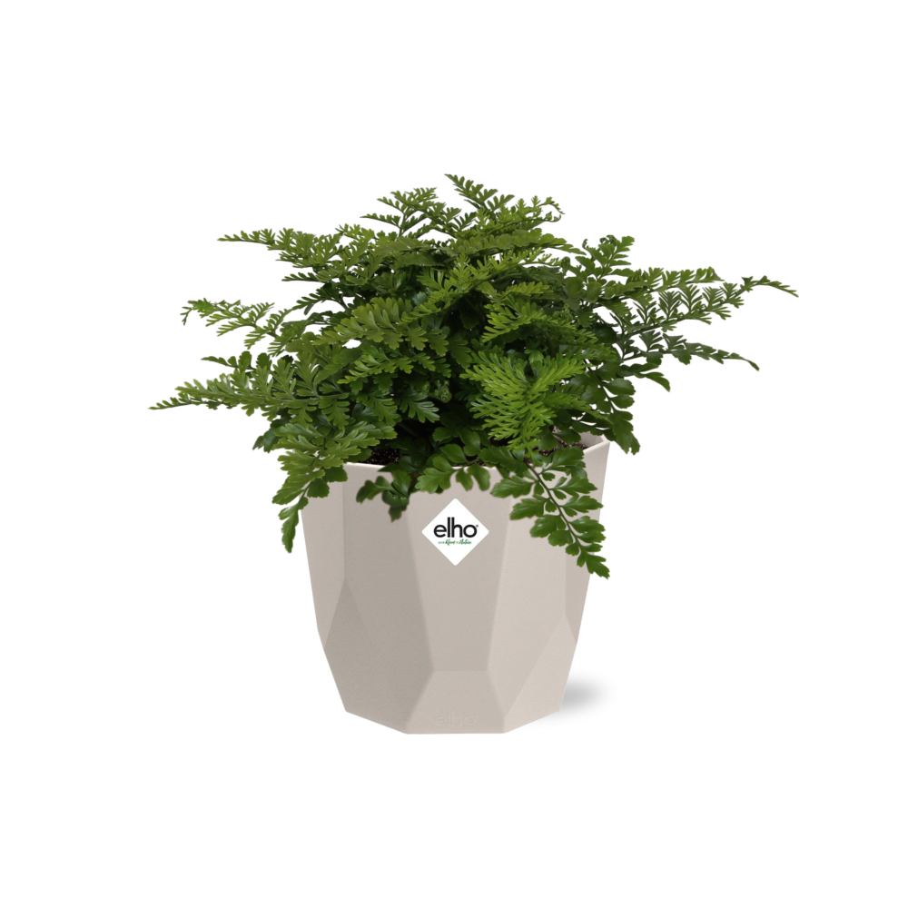 Asplenium Parvati Rippenfarn in ELHO b.for rock 14 cm warm grey