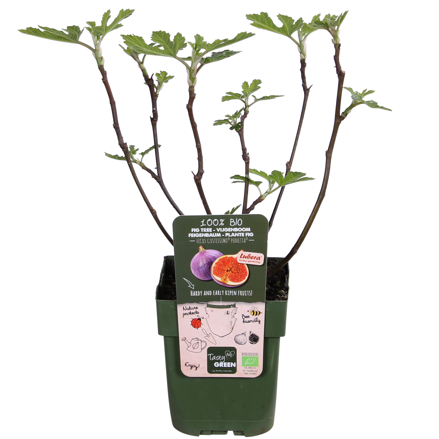 Ficus Gustissimo Perretta – Elegante Zimmerpflanze Ø13cm