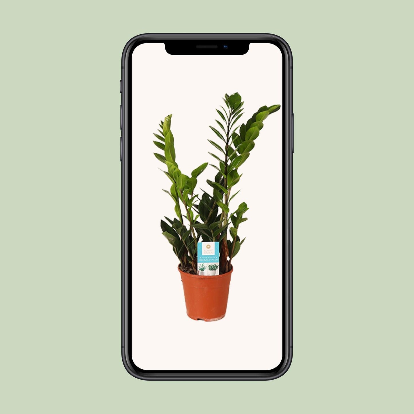 Zamioculcas Zamiifolia – Pflegeleichte ZZ-Pflanze Ø14cm, 45cm hoch