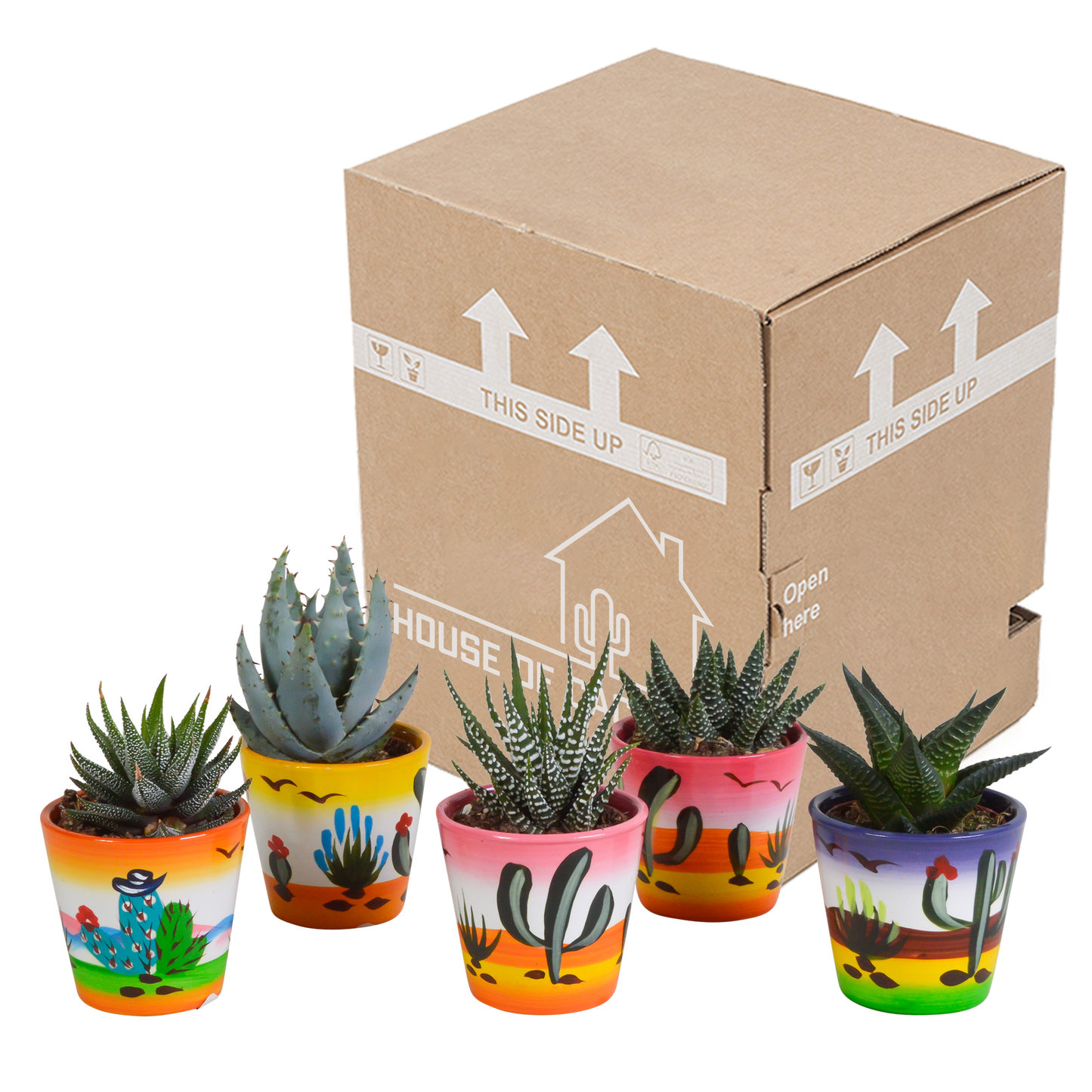 Gasteria & Haworthia Mischung im handbemalten Mexikopf