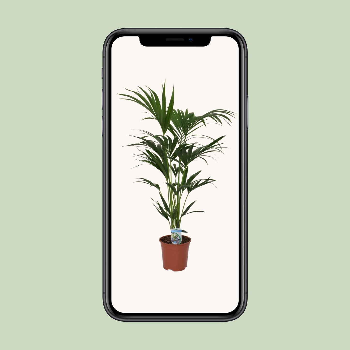 Howea Forsteriana (Kentia-Palme) Ø21cm, 120cm hoch
