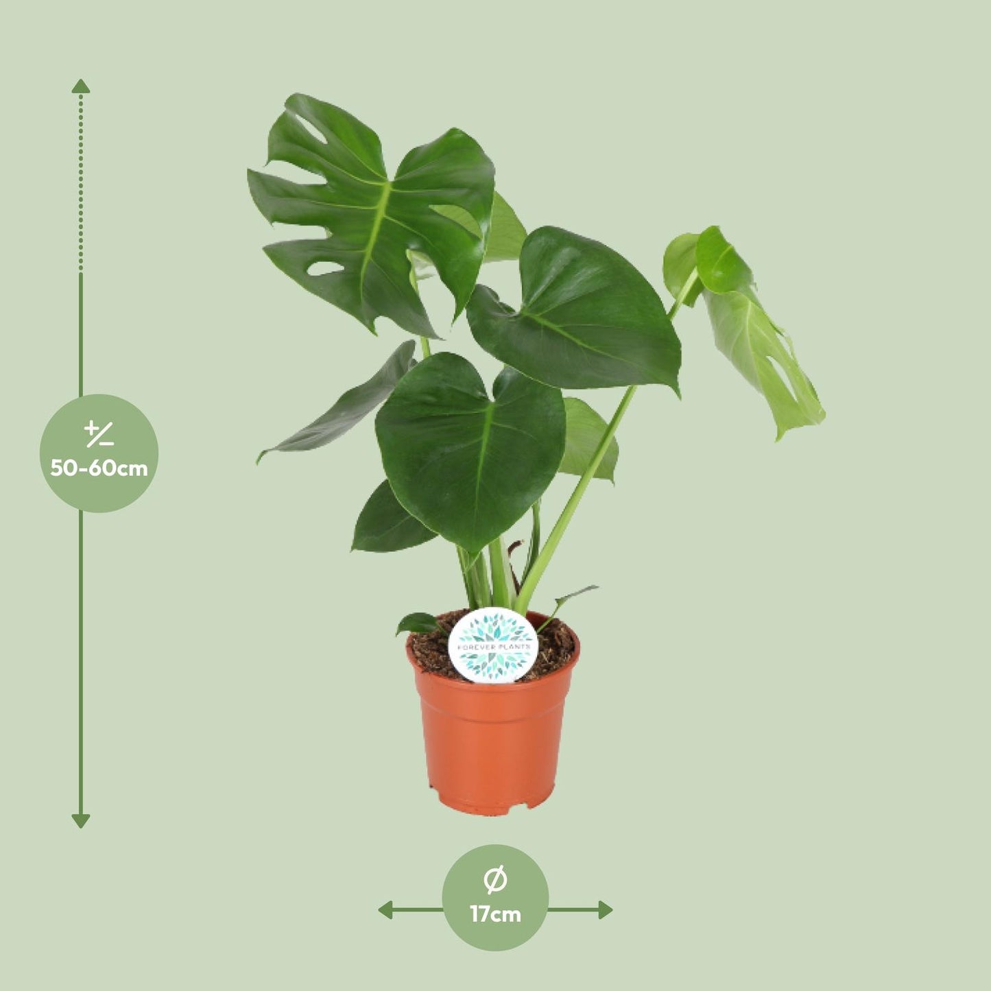 Monstera Deliciosa – Pflegeleichte & stilvolle Zimmerpflanze