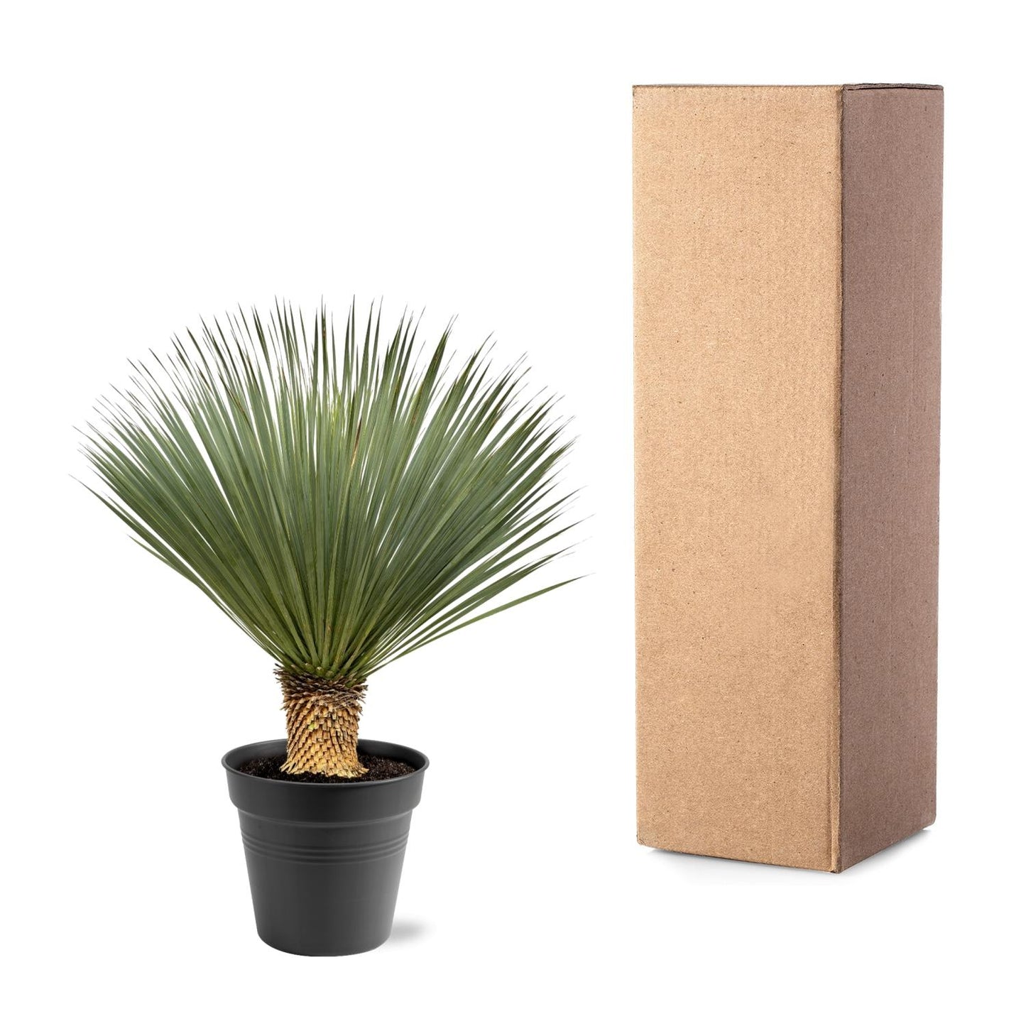 Yucca Rostrata – 100-120 cm – pflegeleichte XXL-Palme