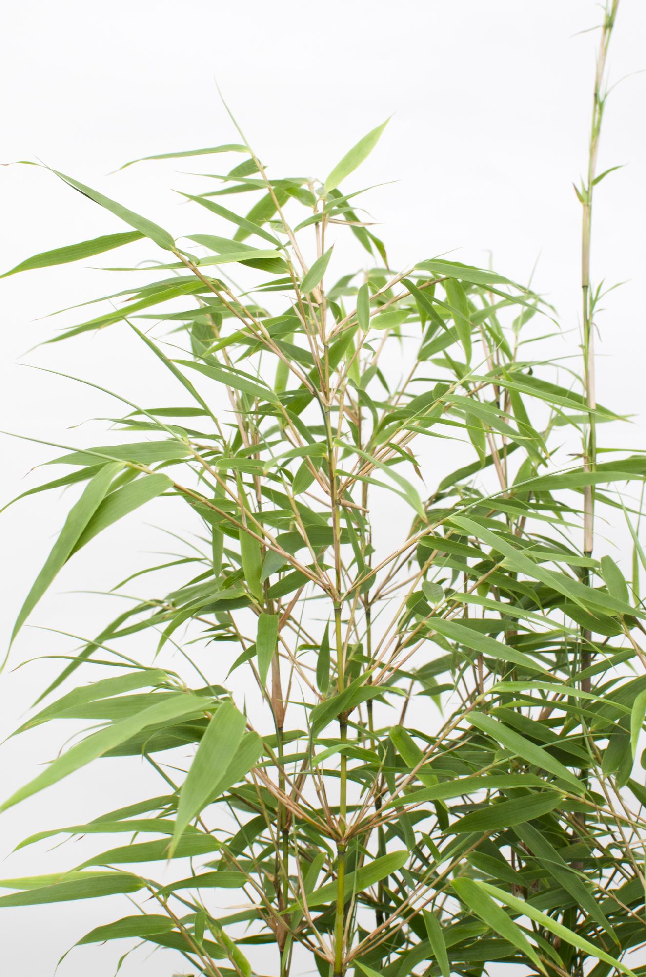 3x Fargesia rufa Bambus - 80 cm, Ø23 cm Topf