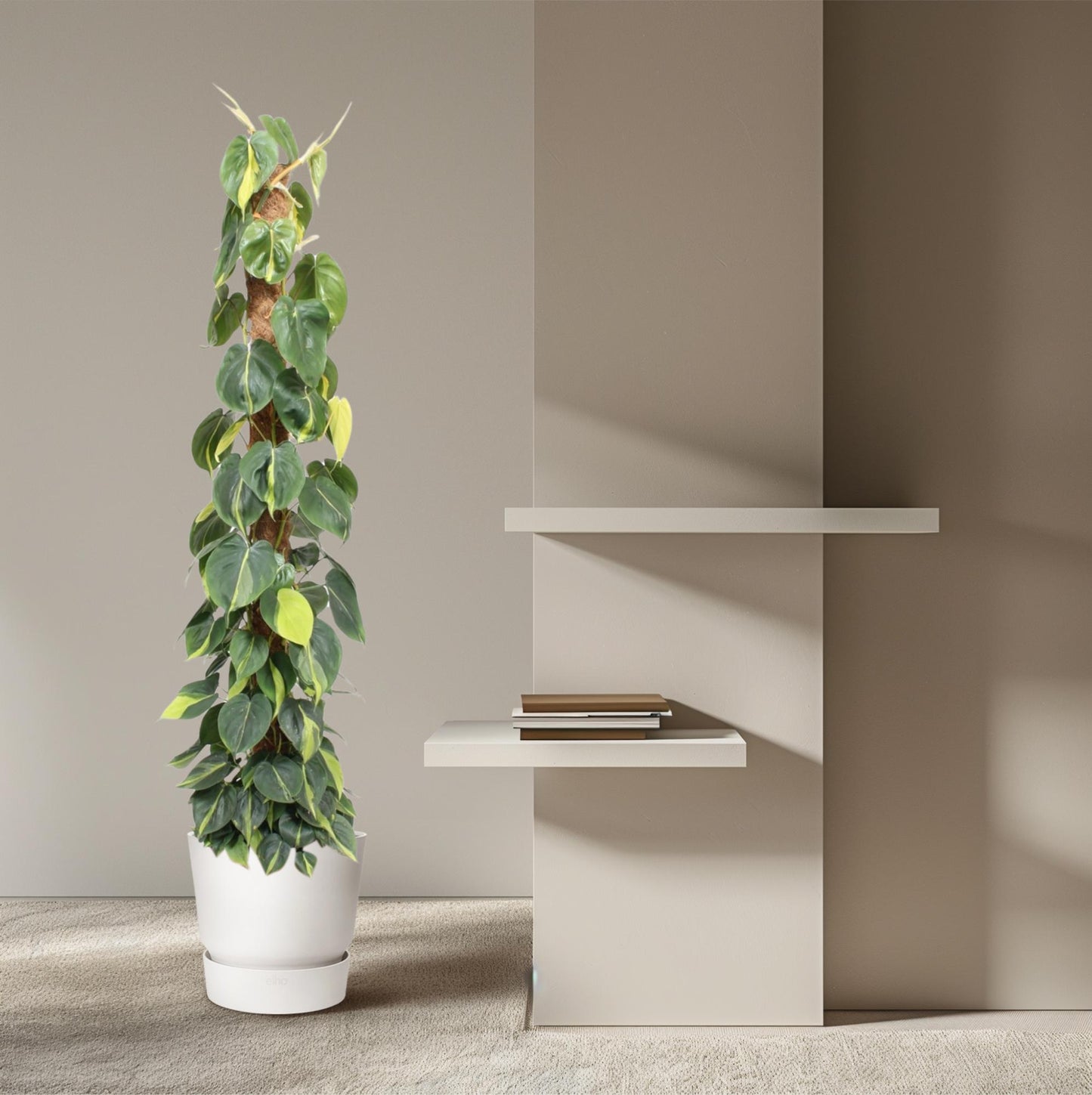Philodendron Scandens Brasil Moosstab – 150 cm, Ø 27 cm
