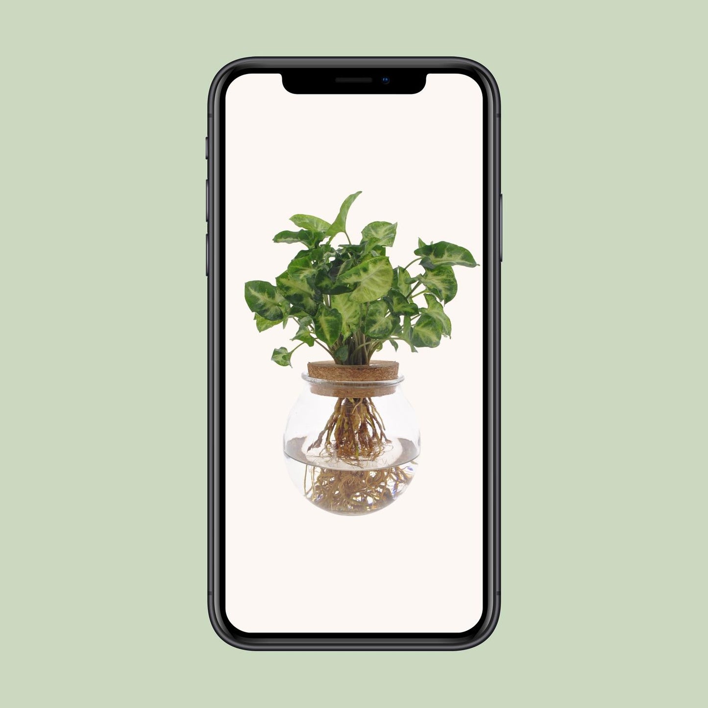 Syngonium Pixie Hydroponie-Pflanze Ø12cm, Höhe 30cm