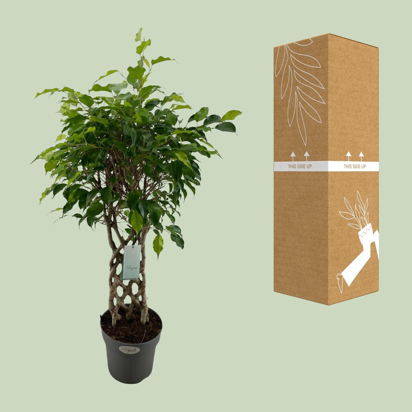 Ficus Benjamina Exotica matt – pflegeleichter Zimmerbaum Ø24cm