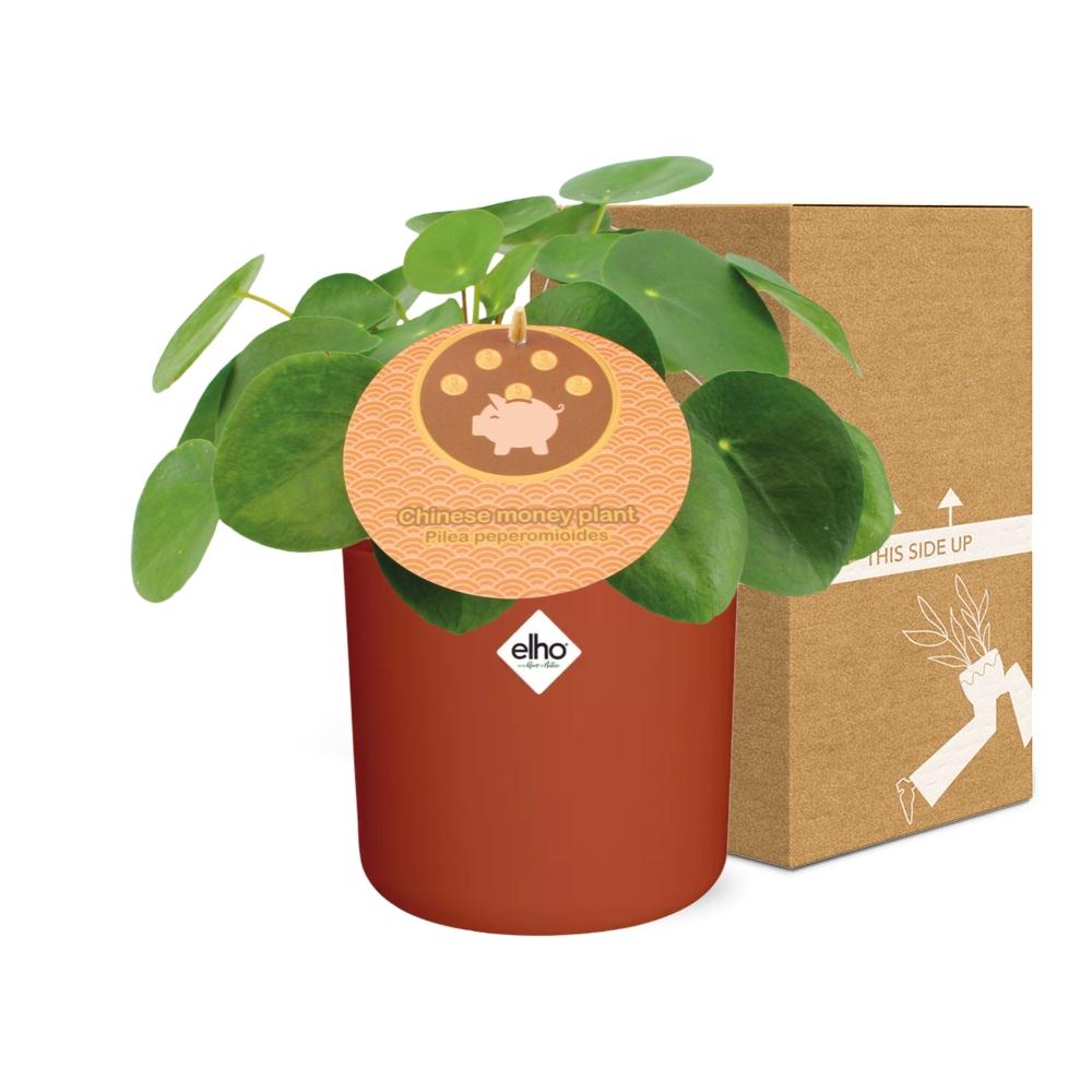 Pilea Peperomioides 12cm – pflegeleichte Zimmerpflanze im ELHO Topf