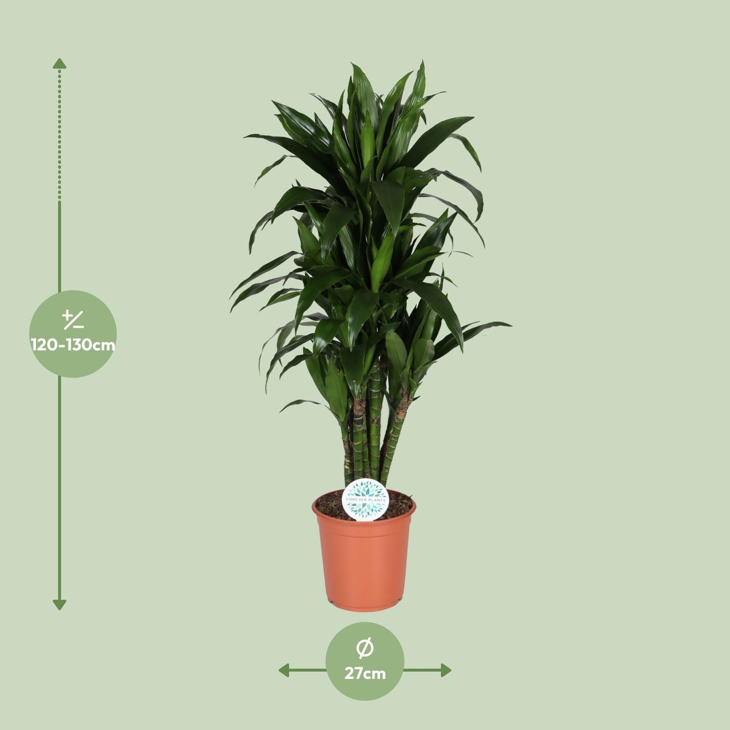 Dracaena Deremensis Janet Lind – Pflegeleichter Drachenbaum Ø27cm