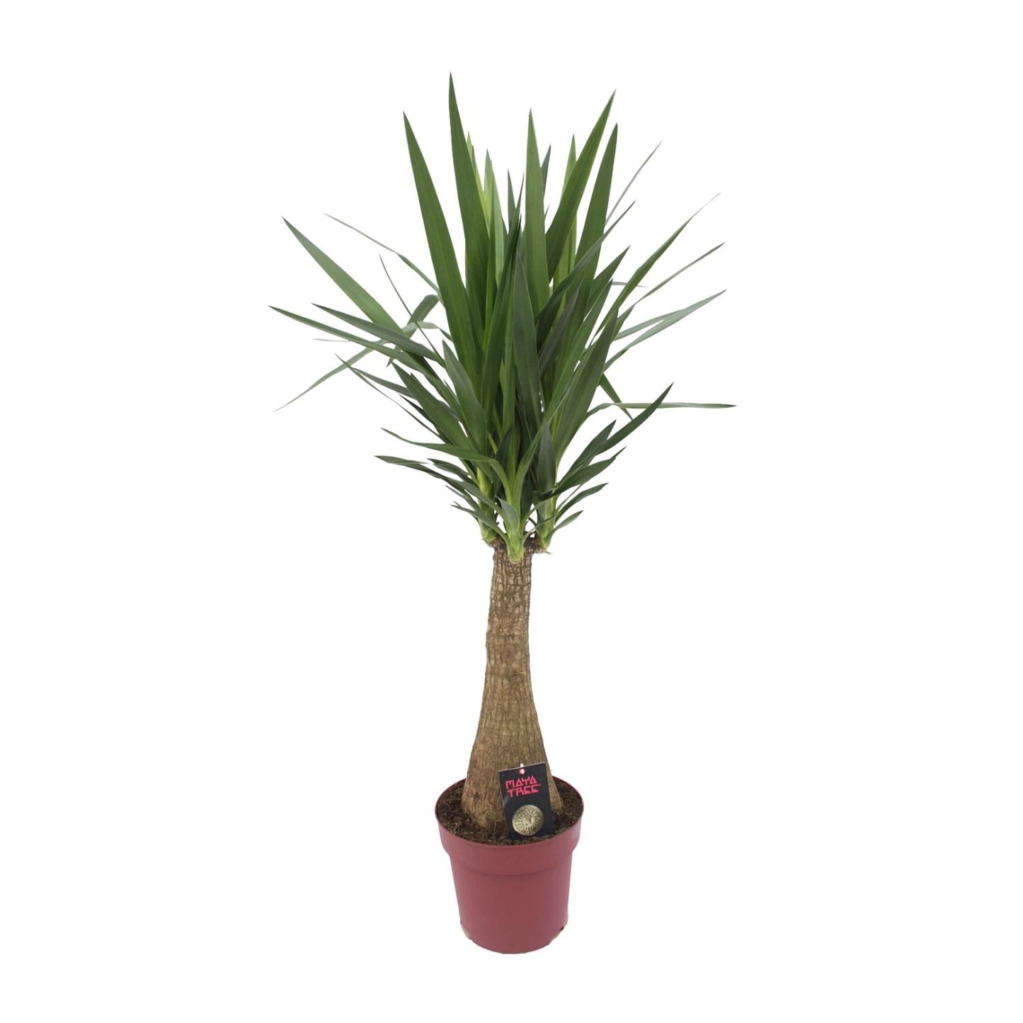Yucca „Maya Tree“ – Pflegeleichte XXL-Zimmerpflanze Ø27cm, 110cm hoch