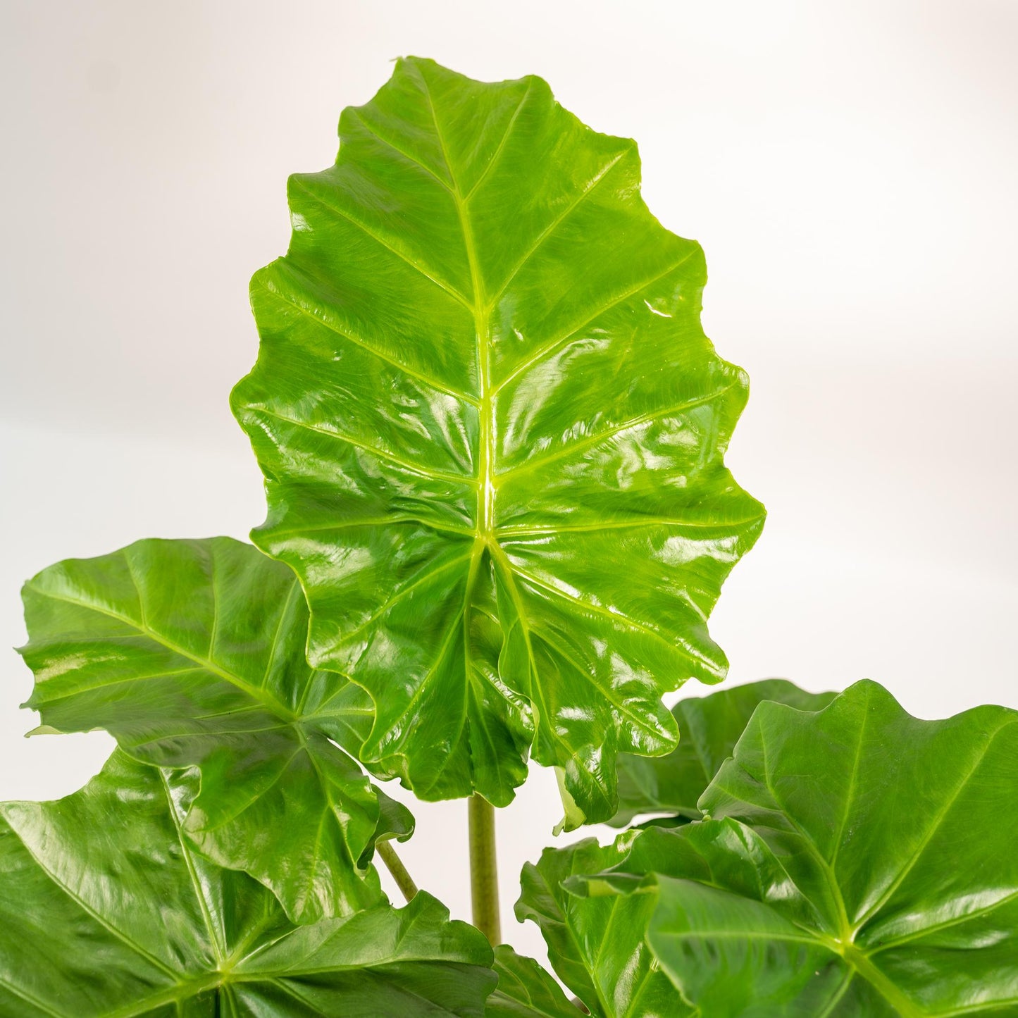 Alocasia Portodora Ø21cm – Elefantenohr mit Korb Igmar