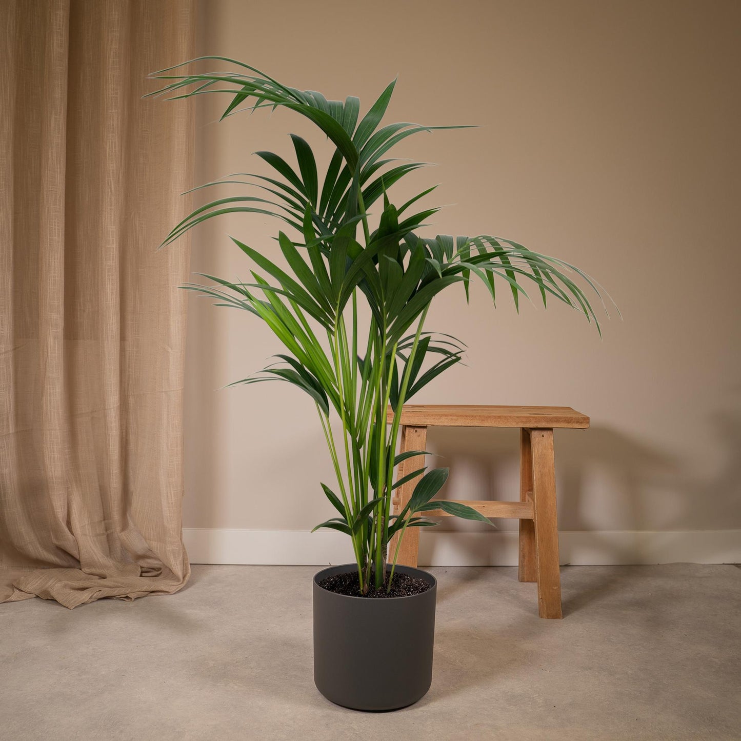 Howea forsteriana – Pflegeleichte Kentia-Palme Ø21cm