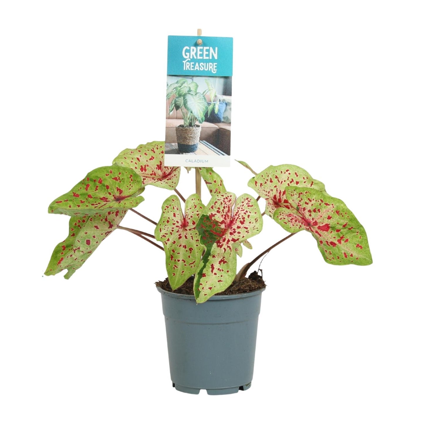 Caladium Miss Muffet – Pflegeleichter Engel Flügel Ø12cm