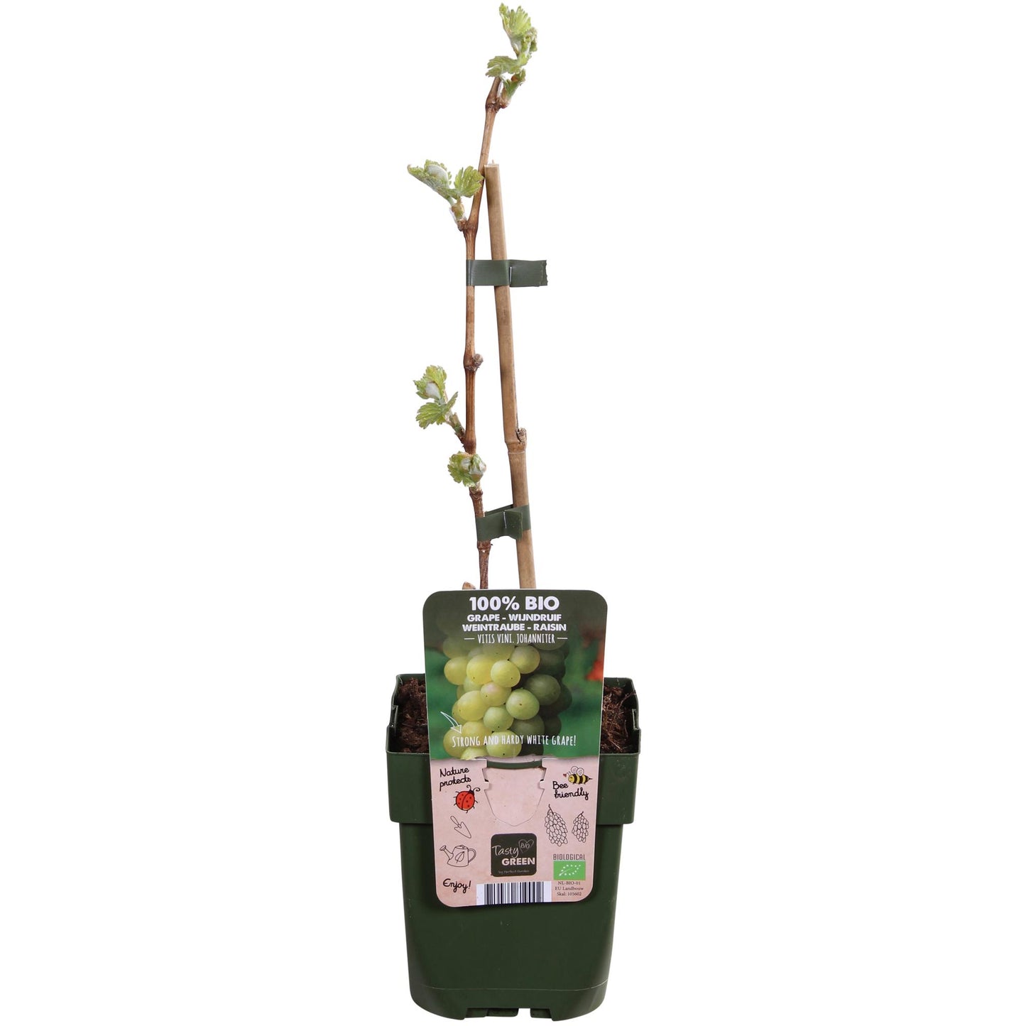 Vitis vinifera 'Johanniter' – Weiße Traube im 13cm Topf