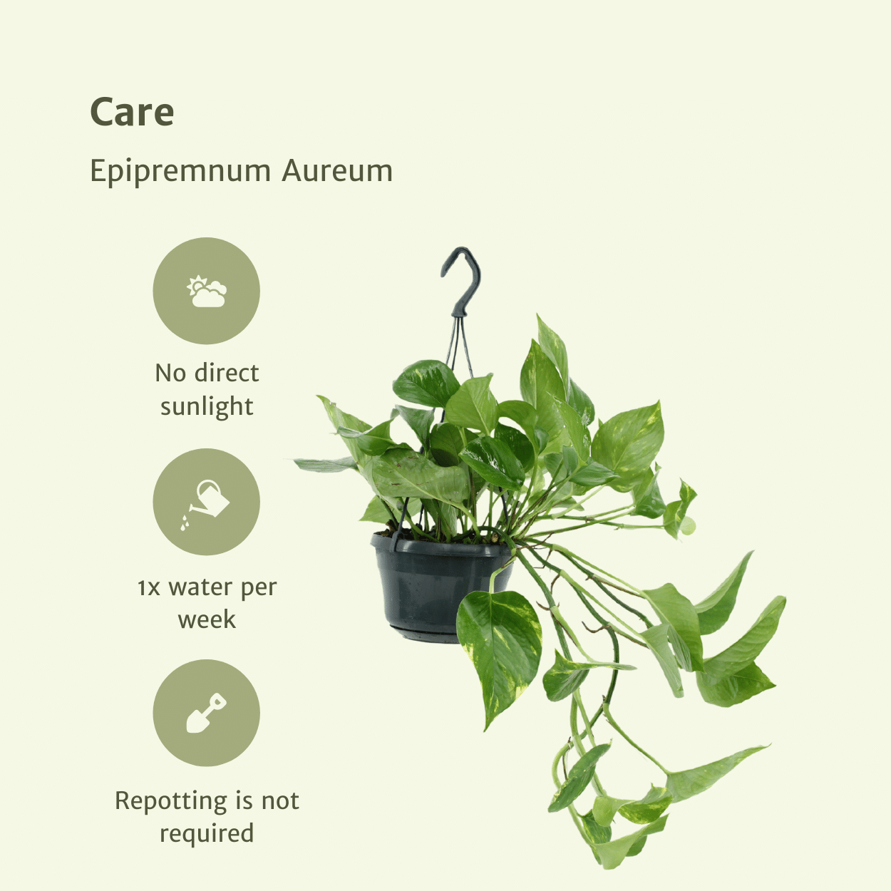 2x Epipremnum Aureum – pflegeleichter Scindapsus 25cm