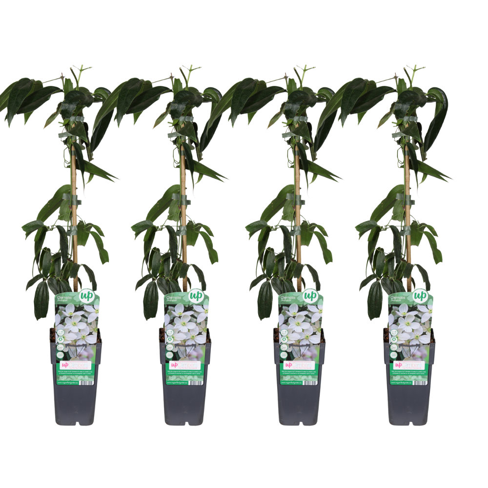 Clematis armandii - 4 Stücke - Ø15cm - ↕65cm