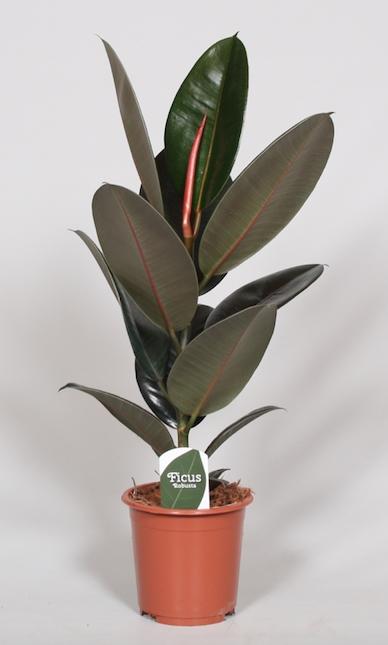 Ficus Elastica Abidjan – Pflegeleichter Gummibaum Ø17cm