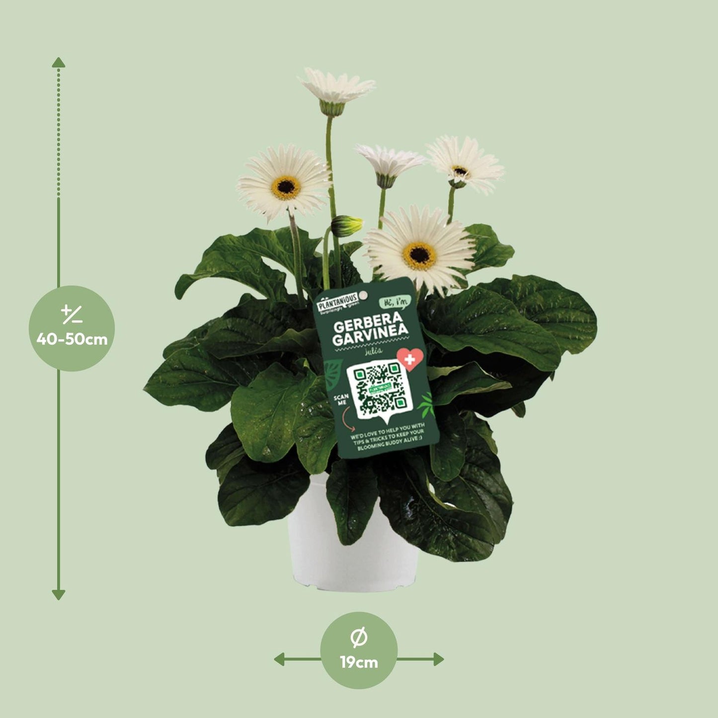Garvinea Gerbera Wit – Leuchtende Blütenpracht Ø19cm