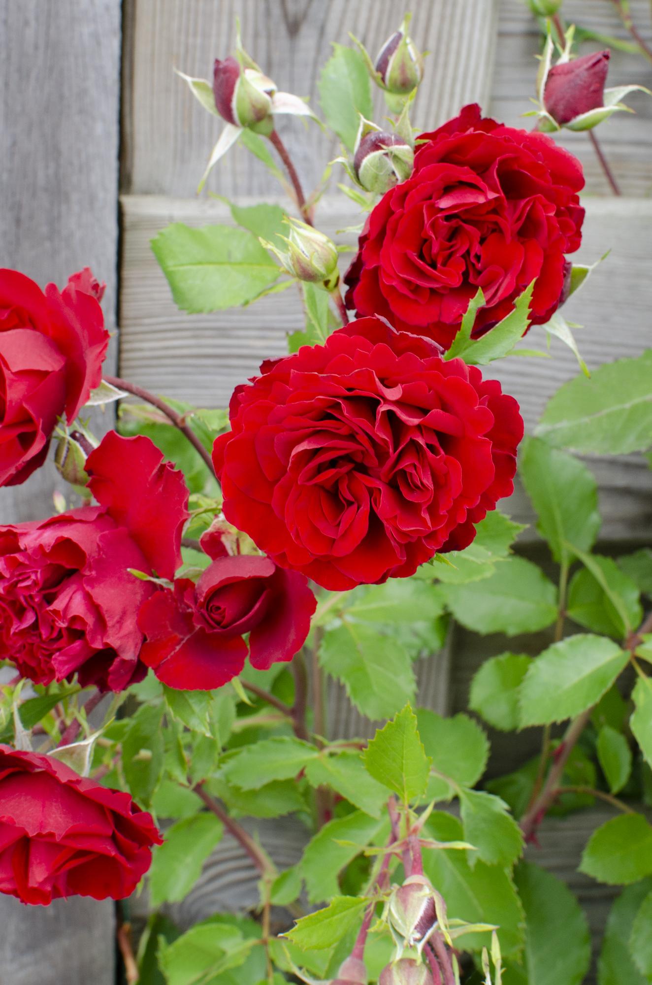 Rosa Crazy in Love 'Red' – Rote Rose Ø15cm, Höhe 65cm