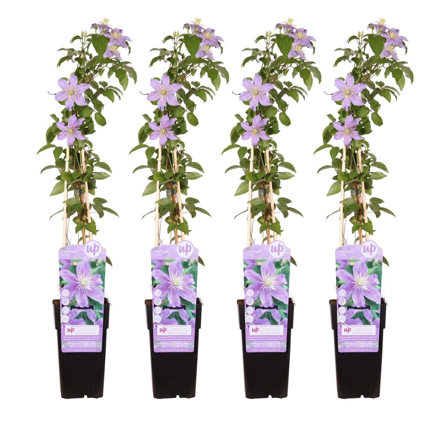 4x Clematis Justa – Große blühende Kletterpflanze Ø15cm