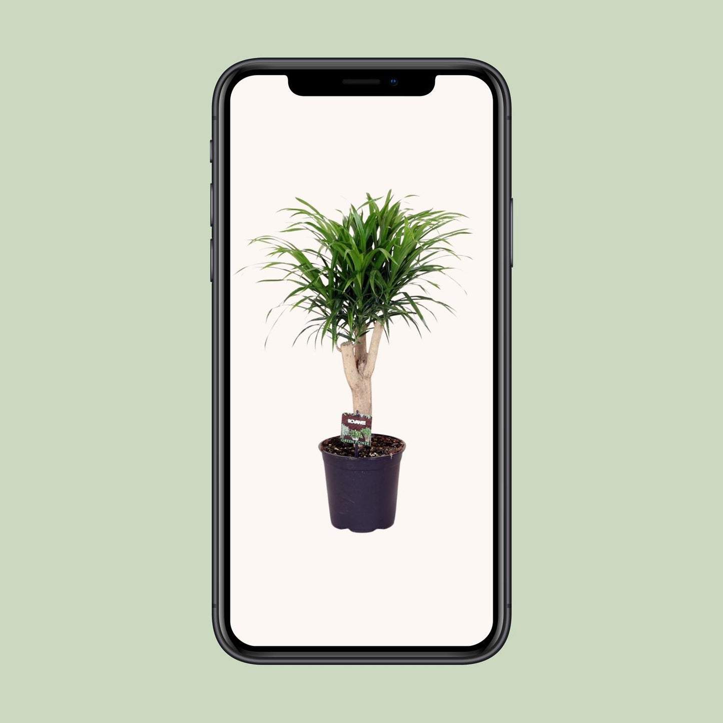 Dracaena Reflexa Anita – Pflegeleichter Drachenbaum Ø21cm, 70cm hoch
