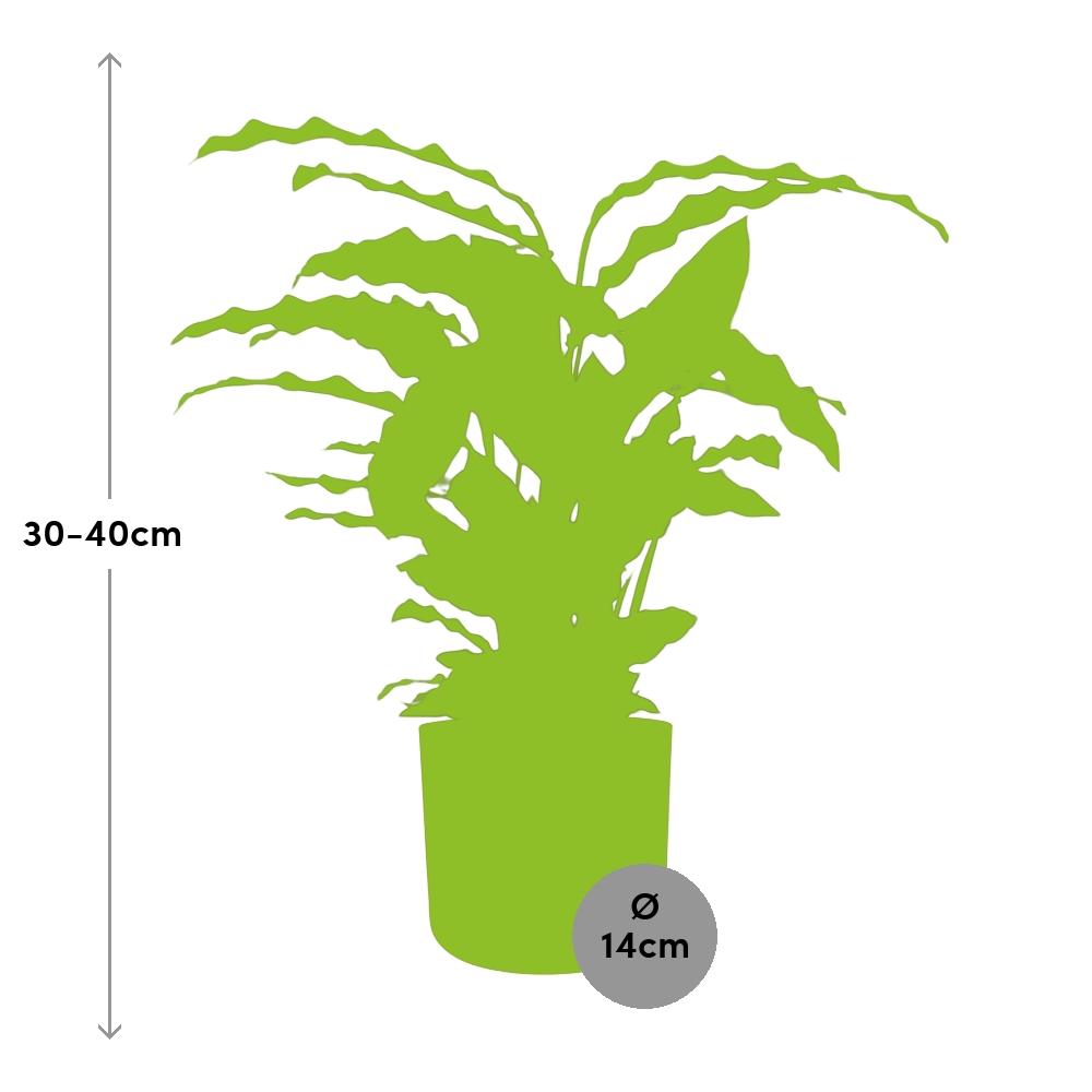 Calathea Rufibarba ‘Tropistar’ – pflegeleichte Zimmerpflanze im ELHO b.for soft Rond 14cm brique