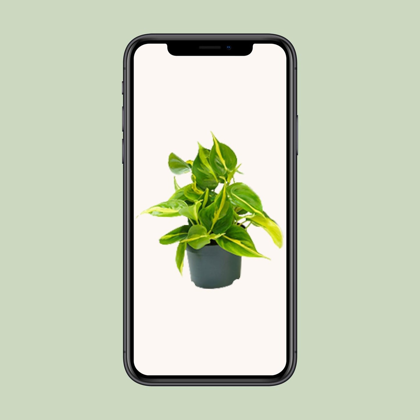Philodendron Scandens Brasil – Pflegeleichte Zimmerpflanze Ø12cm