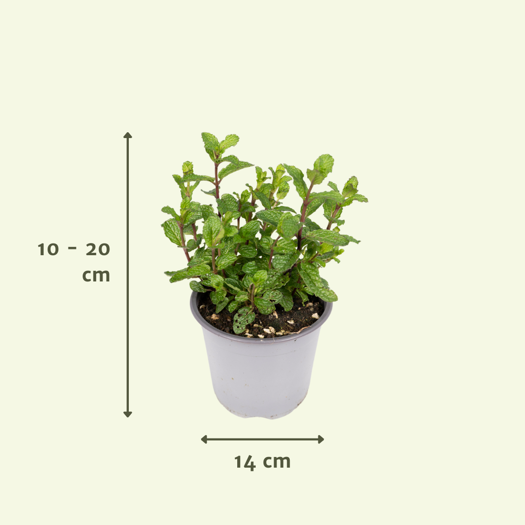 Pflegeleichte Gartenkräuter Mischung im 14 cm Topf