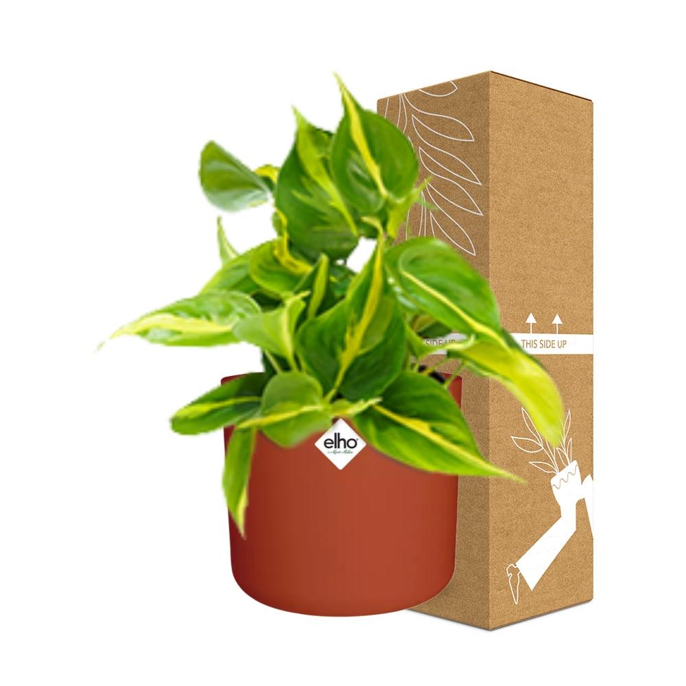 Philodendron Scandens ‘Brasil’ im ELHO b.for soft rond 14cm brique