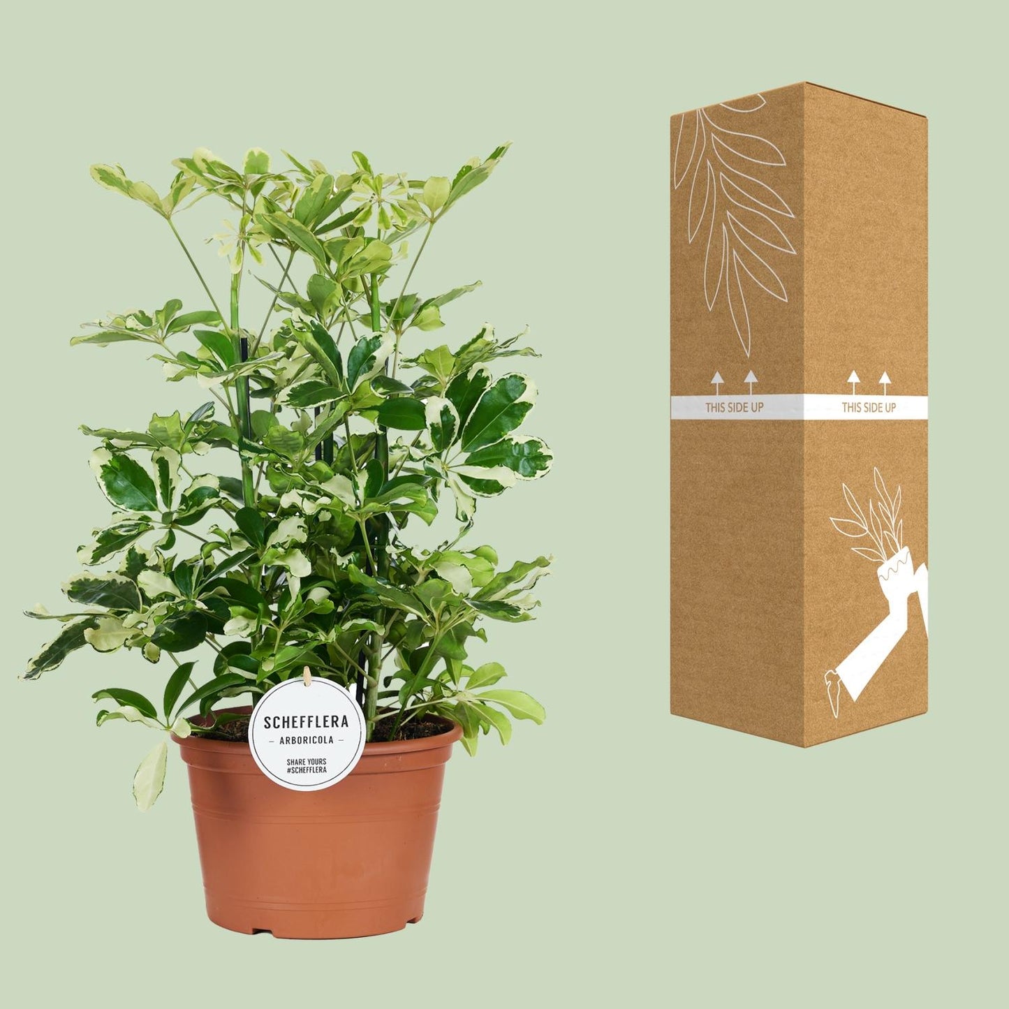 Schefflera Charlotte - Pflegeleichter Schirmbaum Ø21cm, 55cm hoch