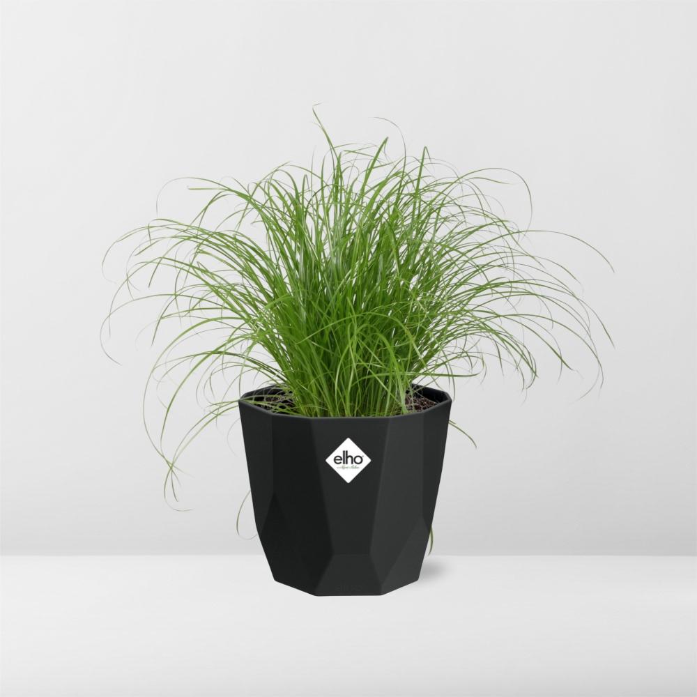 Cyperus Alternifolius Zumula – Pflegeleichtes Schirmgras im schwarzen Topf