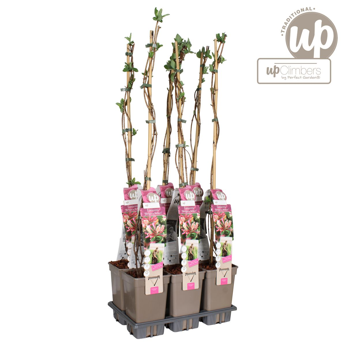 Lonicera periclymenum 'Belgica' – Duftende Kletterpflanze Ø15cm