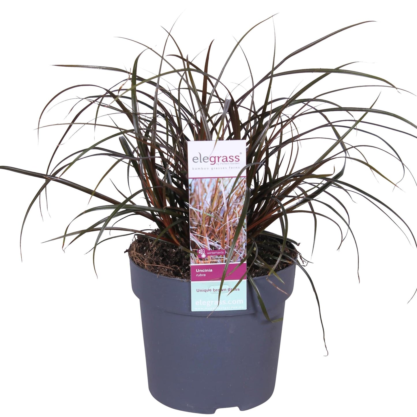 Uncinia Rubra – Rotes Ziergras Ø14cm, ca. 30-40cm hoch