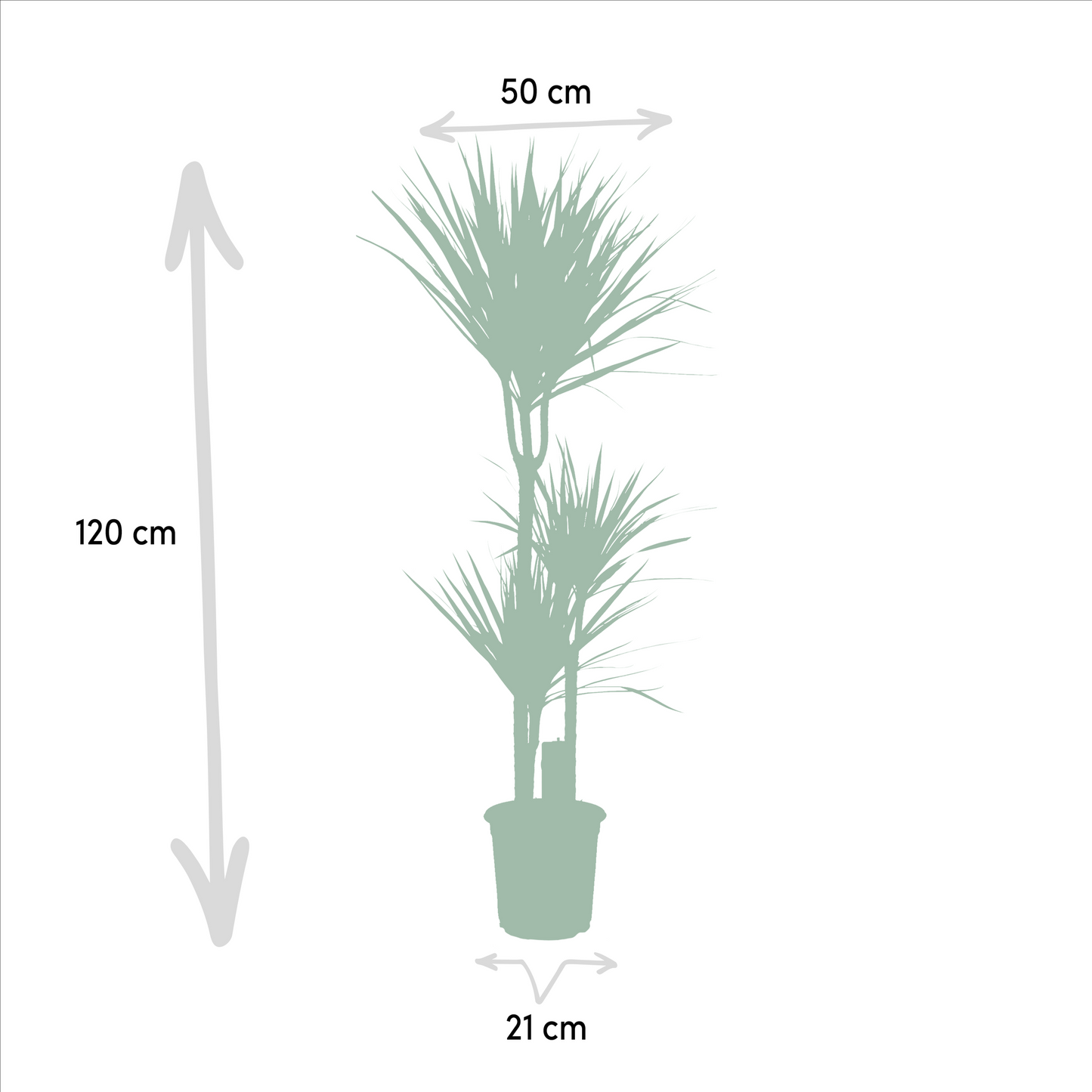Dracaena Marginata – Pflegleichter Drachenbaum Ø21cm, 120cm hoch