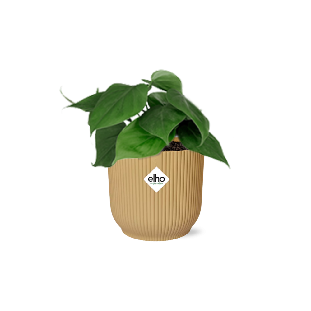 Philodendron Scandens im ELHO Vibes Fold Topf 14cm Gelb