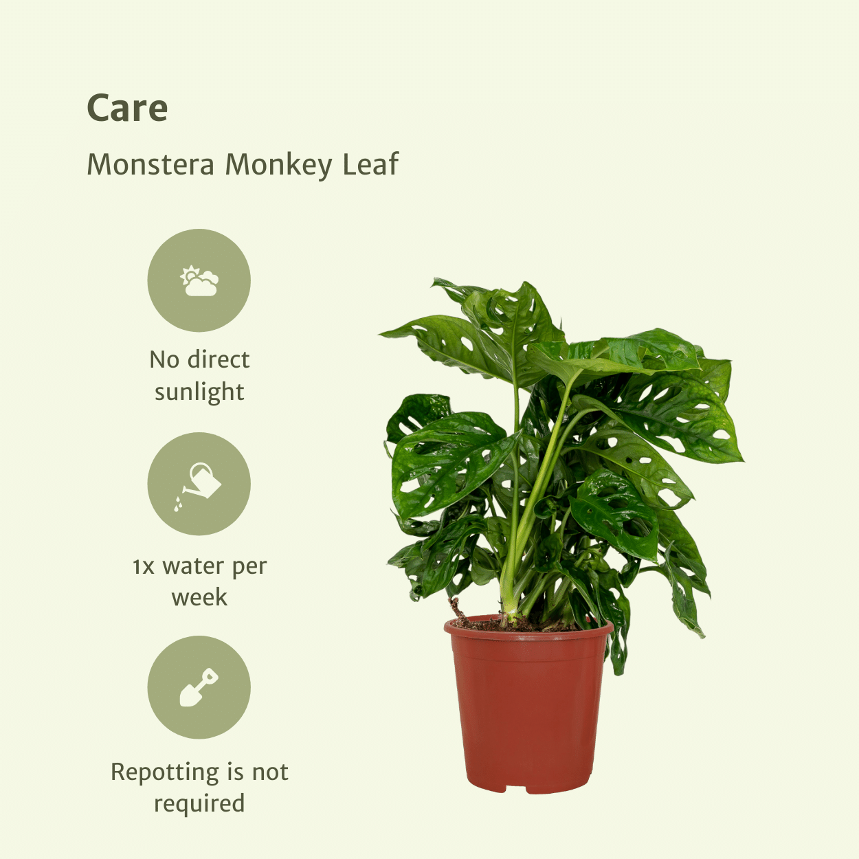 2x Monstera Monkey Leaf – Pflegeleichte Lochpflanzen 30cm