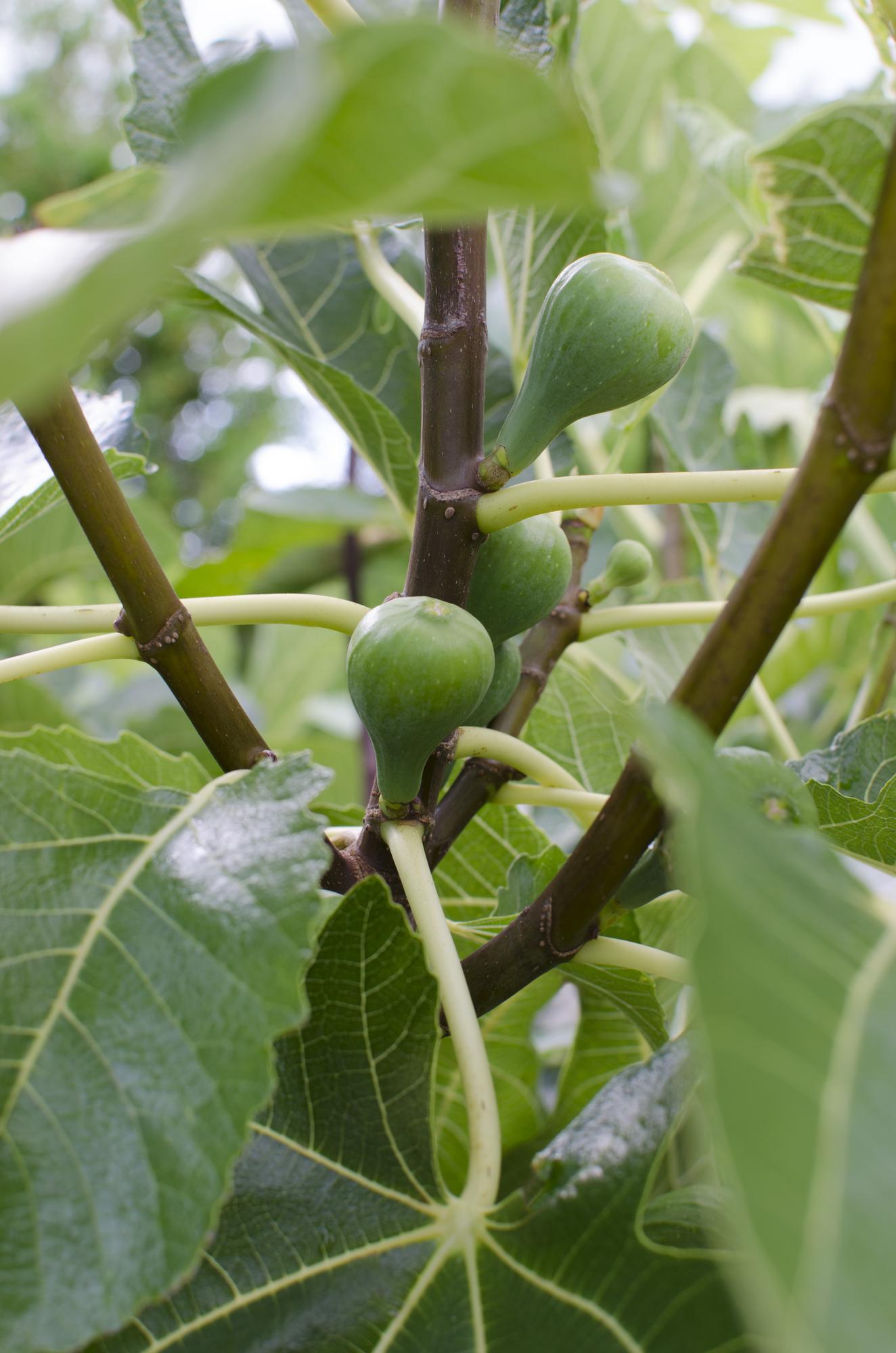 Ficus Gustissimo Perretta – Elegante Zimmerpflanze Ø13cm