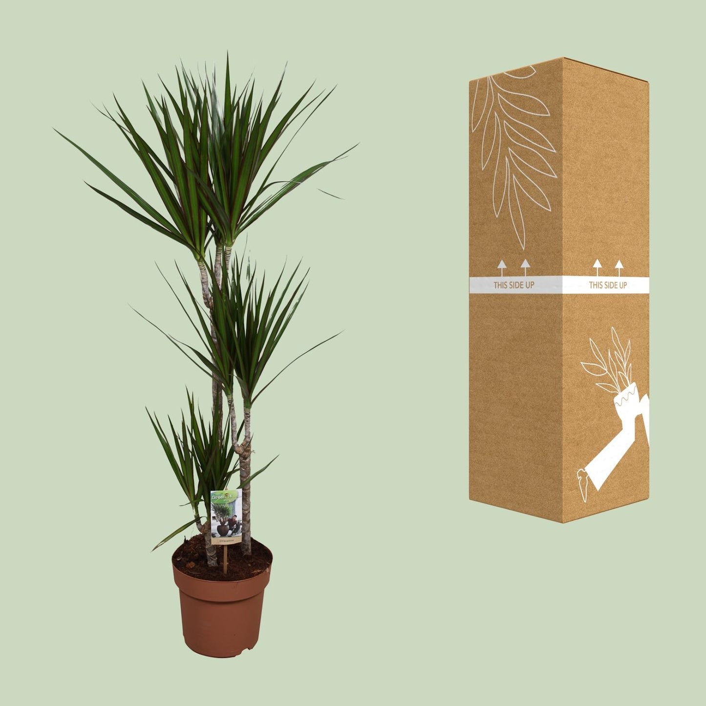 Dracaena Marginata – Pflegeleichter Drachenbaum Ø21cm, 120cm hoch